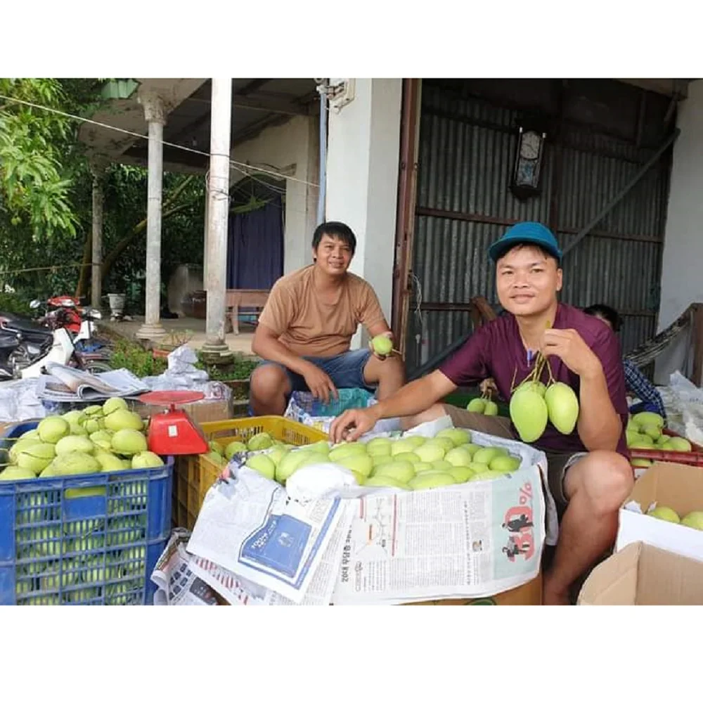 High Quality Healthy Tropical Ripe Maturity Yellow Cat Chu Mango With Natural Smell And Mild Sweet Taste Exported from Vietnam
