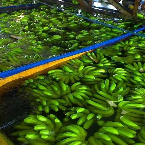 Свежий зеленый Кавендиш банан высокого качества тропические фрукты класса А экспорт из Вьетнама