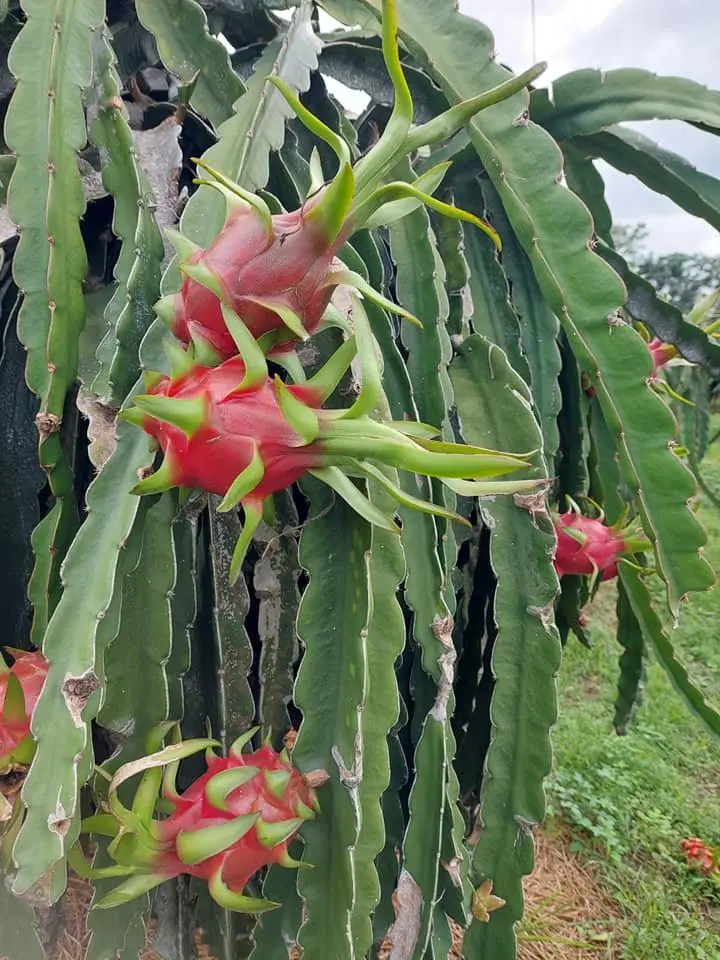 Fresh Dragon Fruit from Vietnam - High Quality Product/ Best Price in the Market
