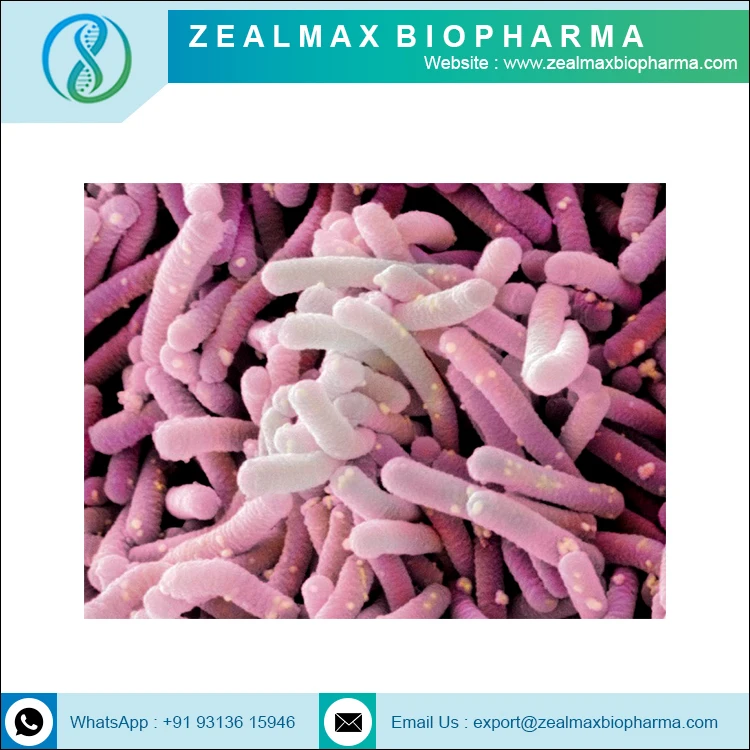 Nutritional Supplement Probiotics lactobacillus casei - Zealmax Biopharma