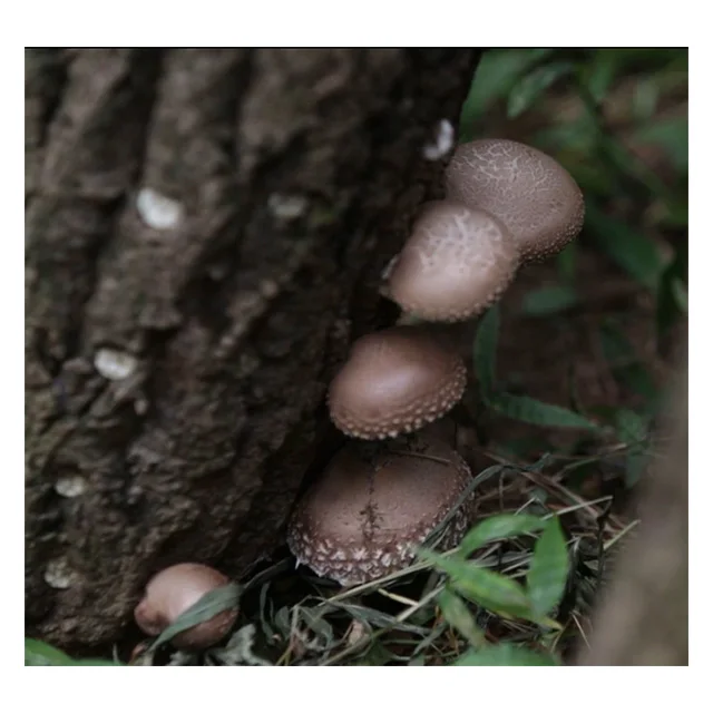  Сухой экстракт грибов Shiitake в Корейском стиле органический Урожай Shinnong 4 ~ 5 см коричневый свежий