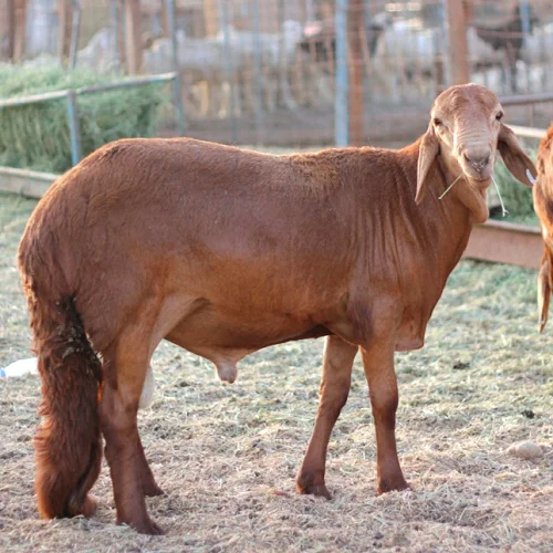 Sawakni sheep,cow,camel,sheep,goat,ox,bull