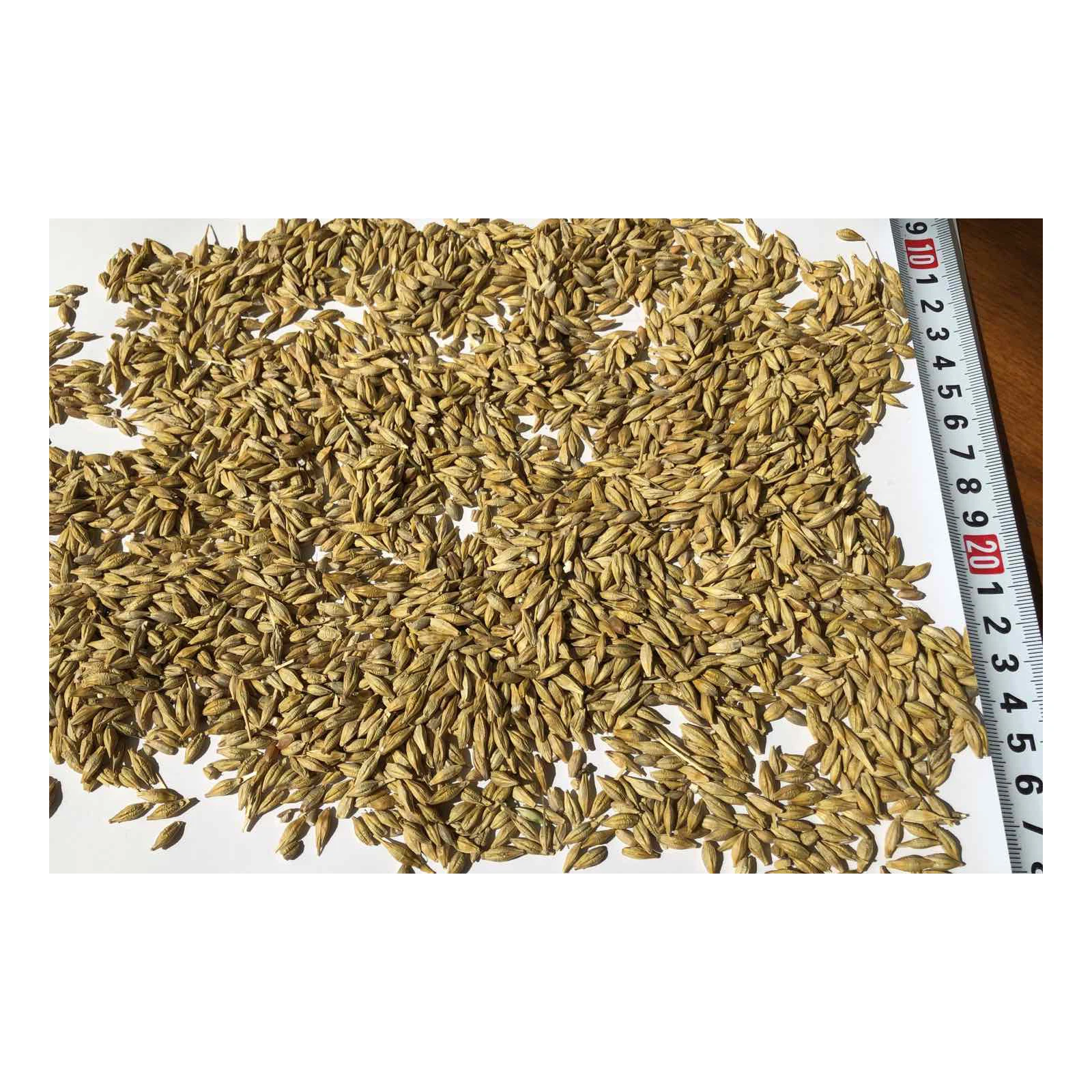 
Great quality organic barley grain in bulk, wholesale prices 