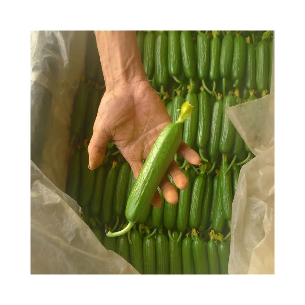 Agricultural Planting Hybrid Seeds Cucumber F1 Green Cucumber Seed F1