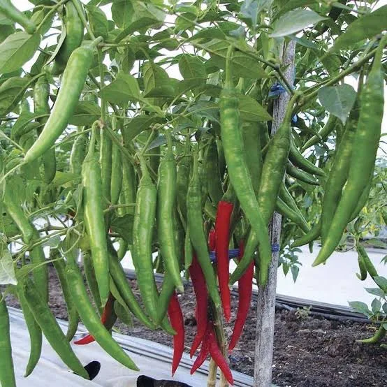 Свежие тайские зеленые чили/свежие овощи G4!