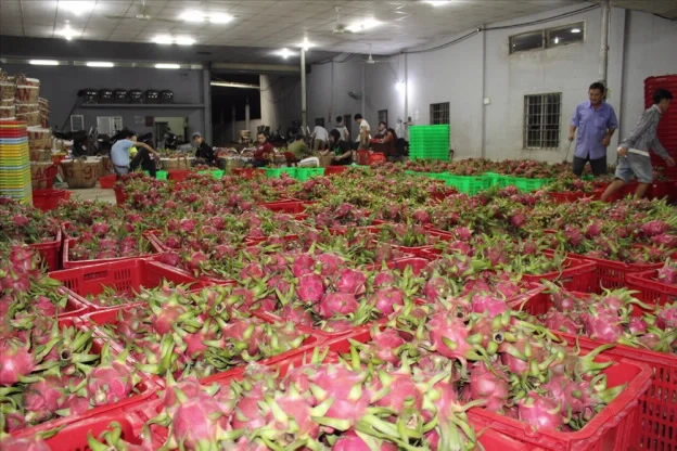 VIETNAM FRESH DRAGON FRUIT RED COLOR WHATSAPP WECHAT VIBER 0084326572671