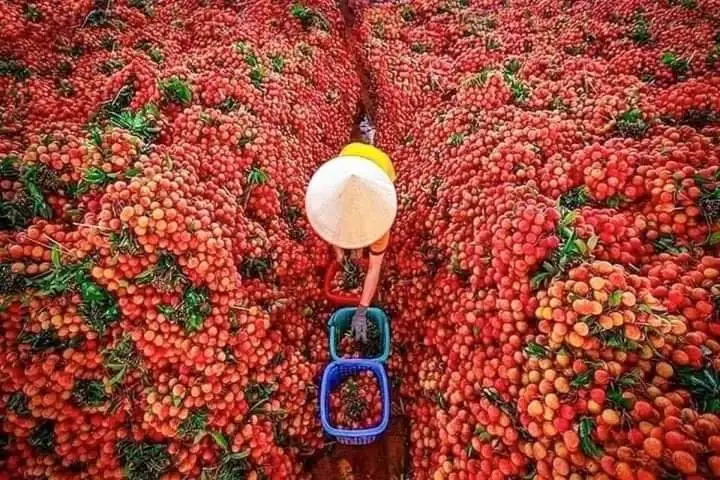 VIETNAM RELIABLE SUPPLIER FOR CANNED LYCHEE FRUIT IN TIN 20OZ IN SYRUP PRODUCED FROM CROP JUNE 2022, OEM PACKING GOOD PRICE