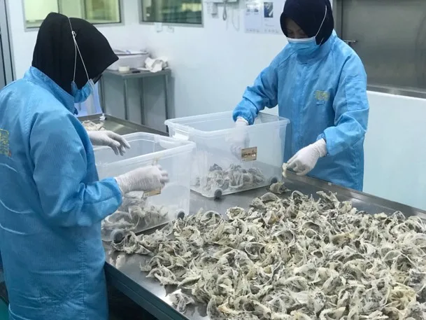  Малайзия съедобное Мгновенное Птичье гнездо/кубилоза (не нужно замачивать)