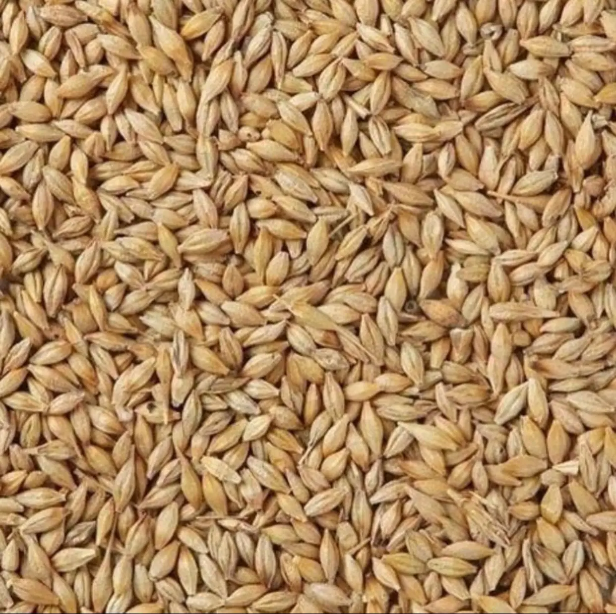 Оптовая продажа зерно пшеницы без ГМО