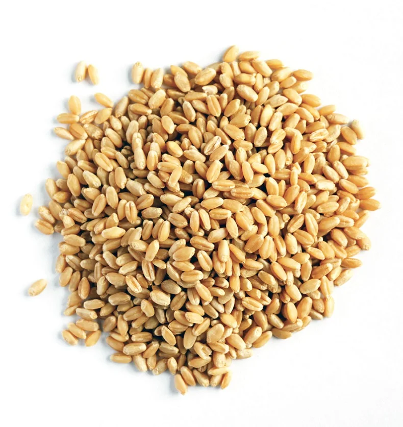 Natural High quality wheat grain