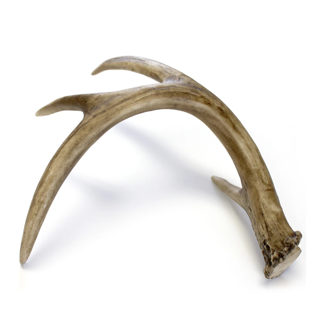 Deer Antlers for sale