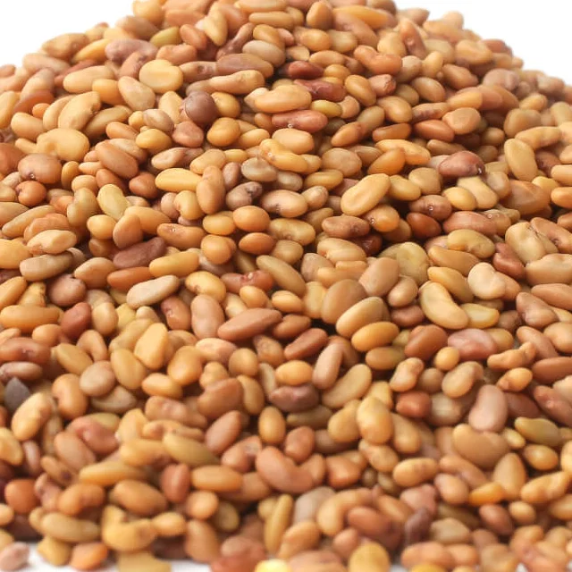 Alfalfa Sprouting Seed