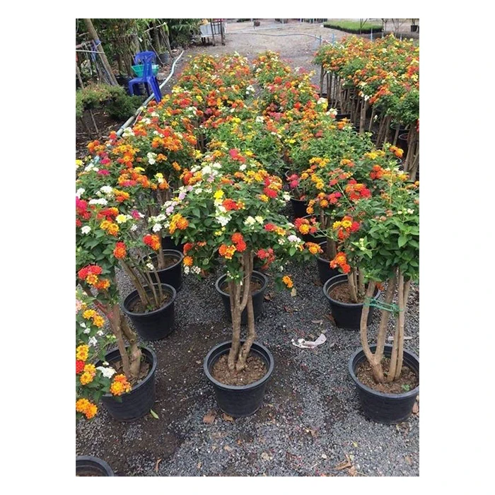 Натуральные растения Lantana Camara из