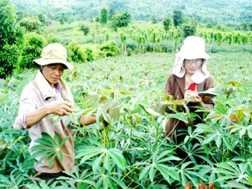 High Protein Cassava Leaves in Viet Nam - Ms. Elaine +84 375 431 541