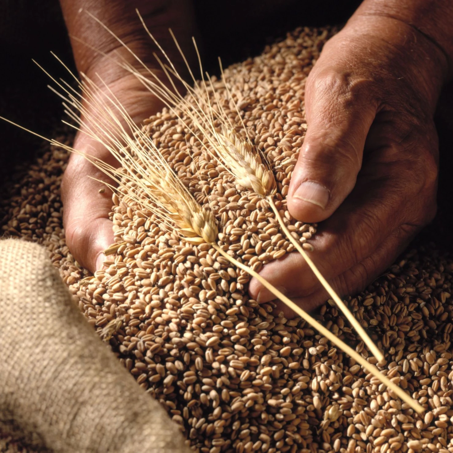 Высококачественное зерно пшеницы из Украины 1 класс 2 класс 3 класс 6 класс Всемирная доставка доступна по низкой цене упаковка в 25 кг