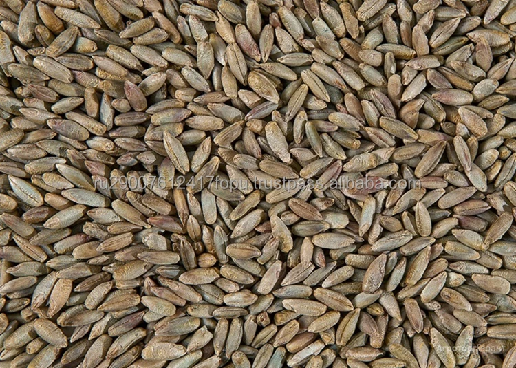 Уникальный «живой» источник питания категории 1-4 rye, который поддерживает и восстанавливает здоровье оптом, зерно rye