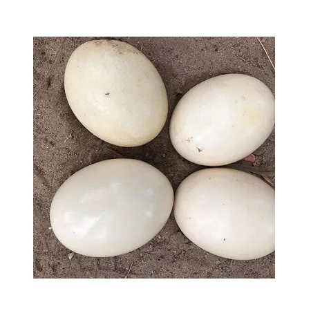 
fresh fertile ostrich eggs for sale 