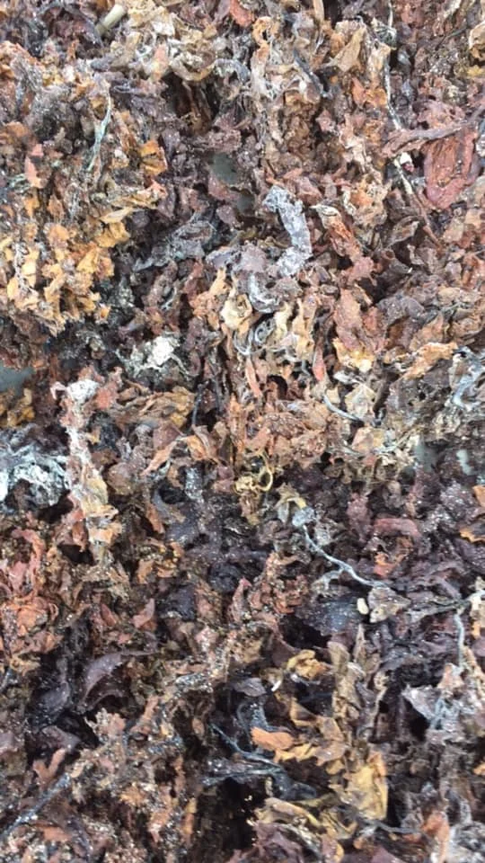 Viet Nam Dried Sargassum Seaweed Sargassum Seaweed Powder With High Quality 0084947900124