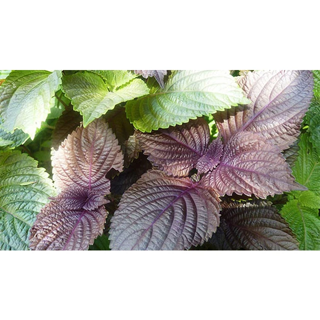 Fresh Vietnam Beefsteak plant / Best quality for wholesale / Quick response and cheap price