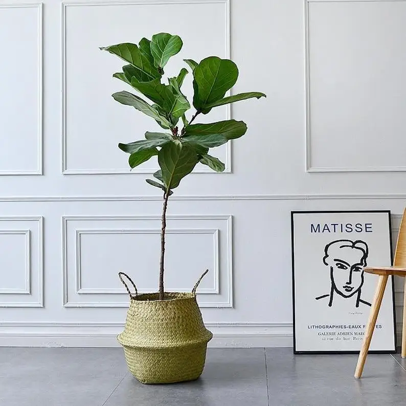 Wicker Belly Basket Vietnam Manufacturer Wholesale OEM Seagrass Woven Plants Basket Laundry Picnic  Storage Basket