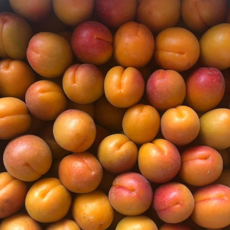 Fresh Apricot06.jpg