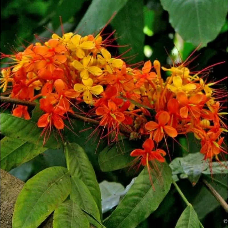 Saraca indica Extract Ashoka Bark Extract Ashok Asoca