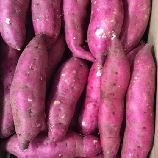 Have COMMON Cultivation Type Top Quality For The Best Yellow Sweet Potato In Vietnam With 3 Months Maturity