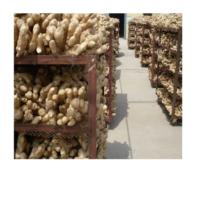 Новинка 100% вьетнамский свежий имбирь от профессионального производителя оптовая цена бесплатный налог