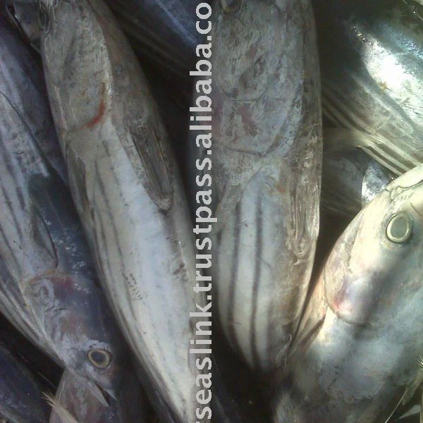 
frozen skipjack tuna 