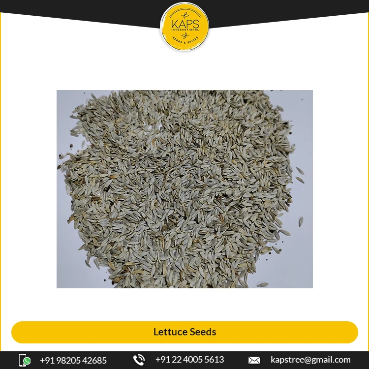 High Quality Clean Material Lettuce Seeds Herbs for Wholesale Bulk Buyers