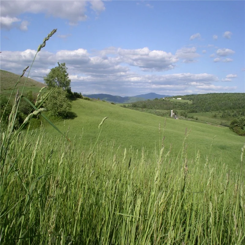 
American Good timothy grass for Dairy 