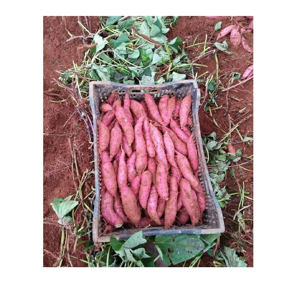 Новый Урожай горячая Распродажа 2022 свежий японский ЖЕЛТЫЙ СЛАДКИЙ КАРТОФЕЛЬ высокого качества и по лучшей цене для экспорта из Вьетнама