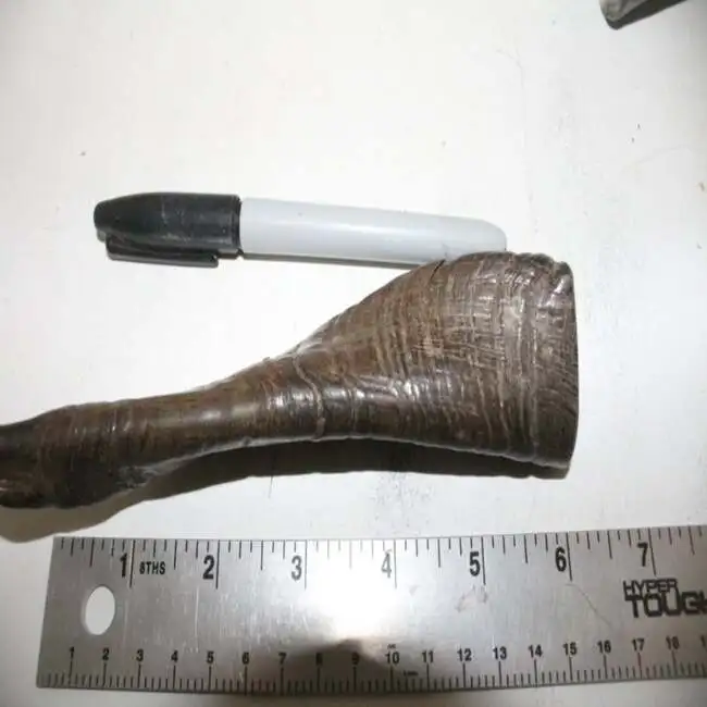 best quality Polished natural goat horn