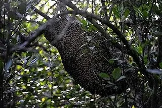 FOREST HONEY 2022 CROP FROM BANLGDESH