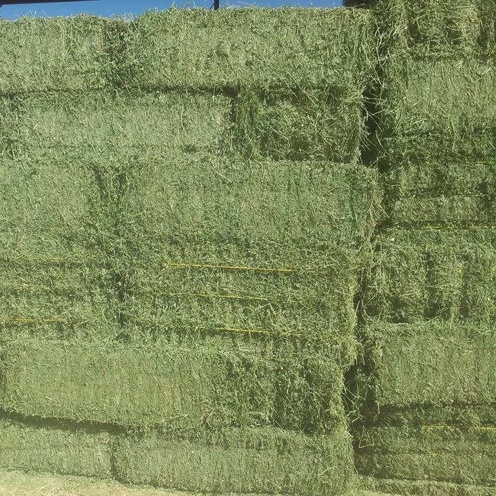 
Timothy Hay Quality Alfalfa Hay/ Timothy Hay/ Lucerne Clover in Bales 