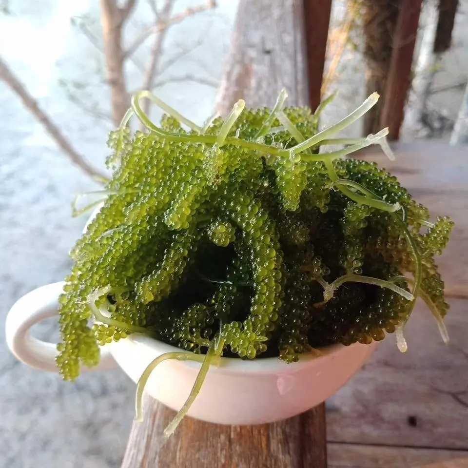  Соленый морской виноград/сушеный виноград/натуральный колбарпа линзолиферный порошок // мисс Ниан + 84 363 210 230