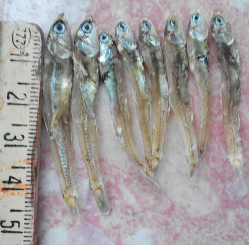 12 Months Shelf Life Dried Natural Seasoned Anchovy With Herb From Thailand Seafood Snacks