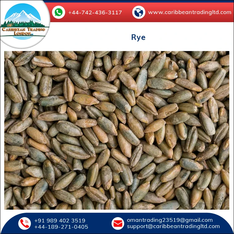 
Best Quality Hot Selling Organic Dried Rye Grain for Bulk Purchase 