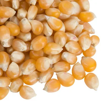 
Dry Mushroom popcorn for sale 