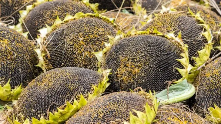 Оптовая продажа семян подсолнечника в шелушках, кондитерские подсолнечные ядра из Турции класса A, новый урожай горячей облицовки! Лучшая цена!