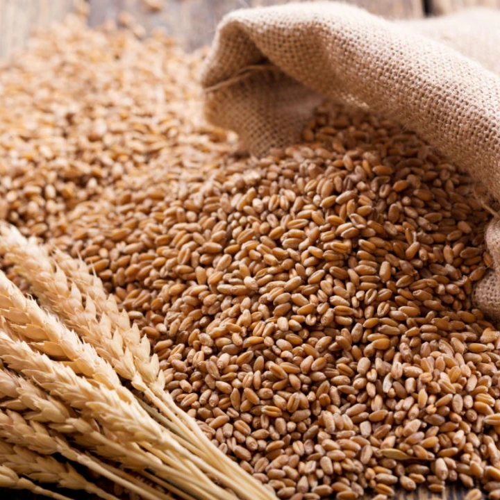High Quality wheat for Durum Wheat Semolina