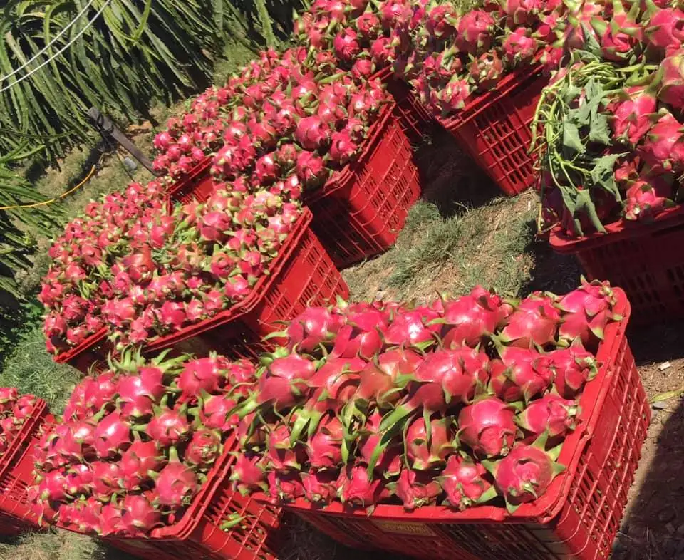 Fresh dragon fruit for exporting with standard quality packaged carefully and the best price shipping to EU US ASIA market