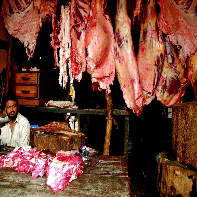 High Quality Halal Frozen Camel Meat