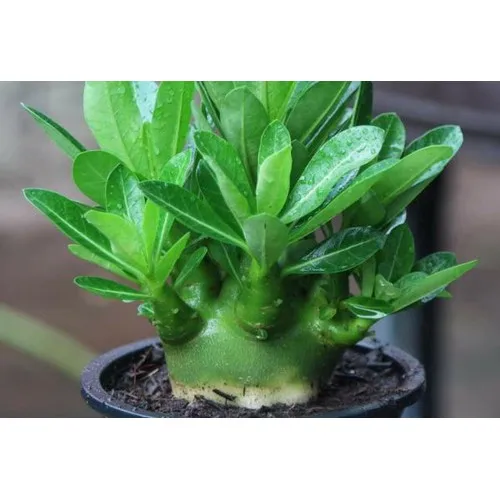 Арабикум адениум/аденум поставщик из Таиланда хорошее качество/Lina + 84 896 625 614