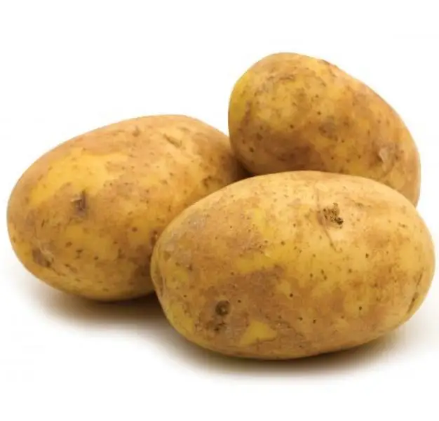 Fresh Agria Potato - Potato for Chips