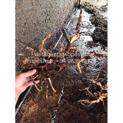 Горячие товары 2024 кимчи натуральный коряги во Вьетнаме используется для аквариумов и аксессуаров WhatsApp 84 963 949 178
