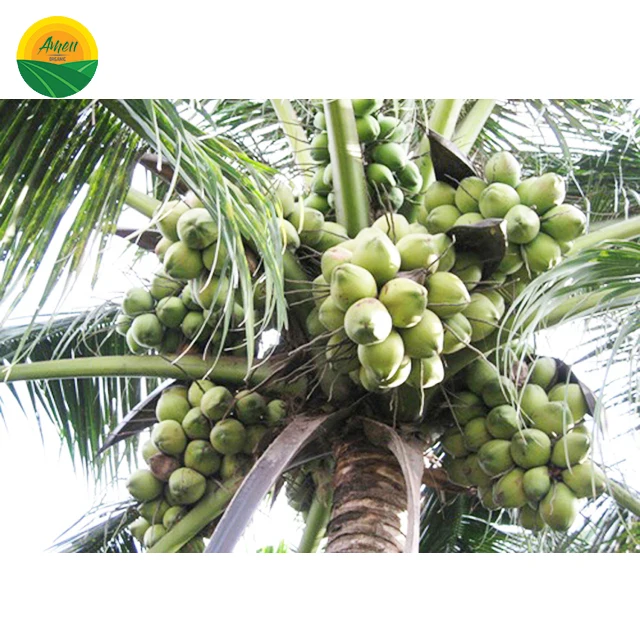 Вьетнамский кокос по лучшей цене