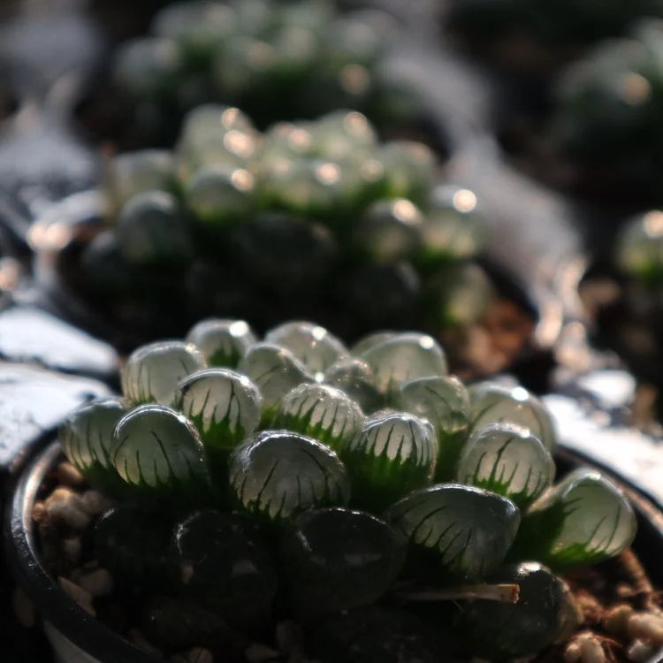 
succulents wholesale rare korean live plants indoor haworthia succulent 