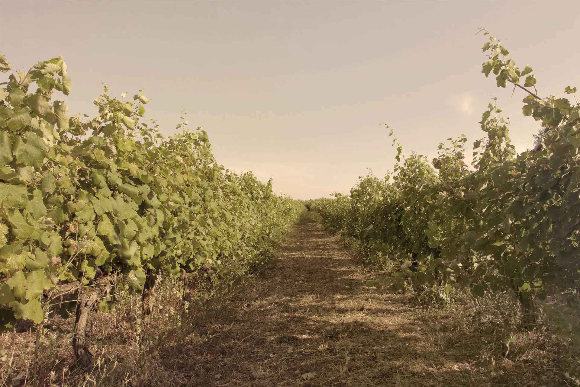 Top Quality - Italian Aged Wine - Vernaccia Di Oristano - 2006 - Aged Wine Sardinian  - 75cl -  White Wine - Ready To Export