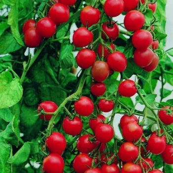 
Fresh Red Cherry Tomatoes For Sale High Quality From Turkey 